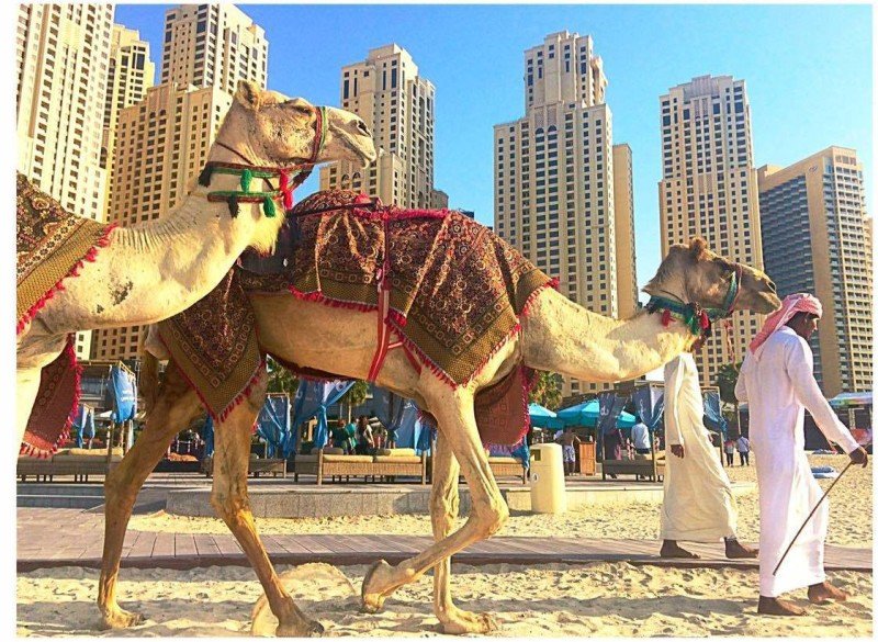 jumeirah beach camels