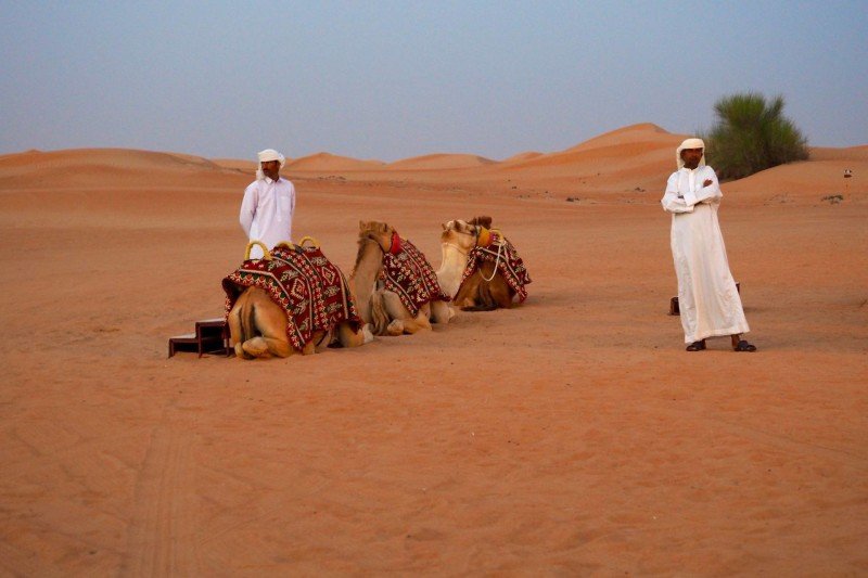 Camels and arab men sitting in the desert