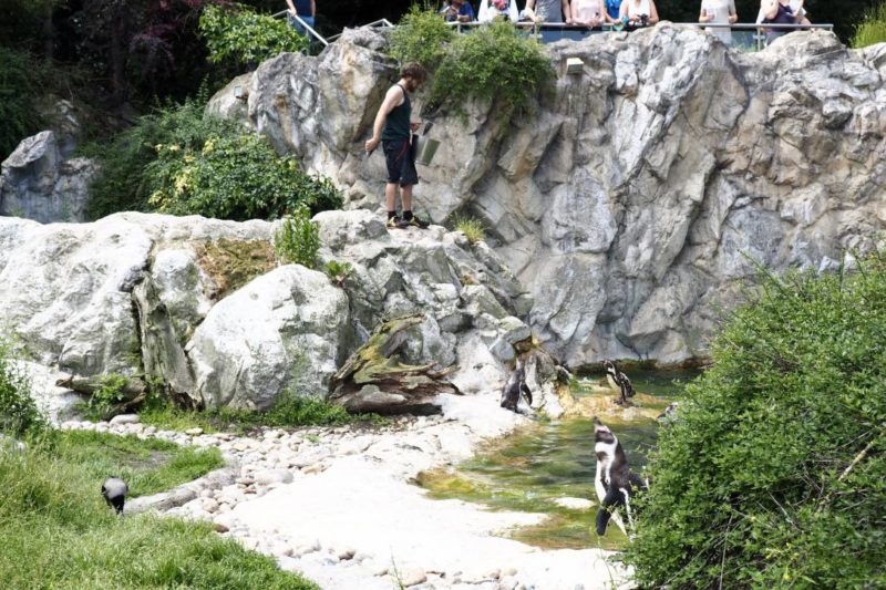 Penguins in Vienna Zoo