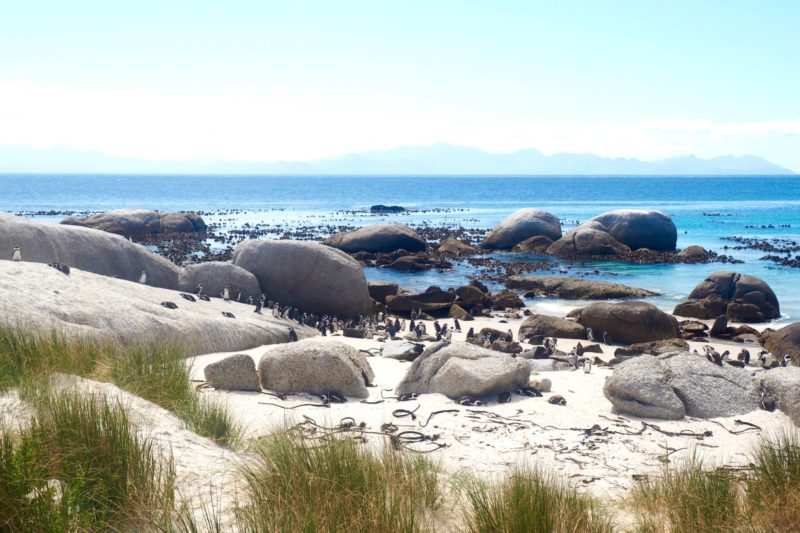 Three days in Cape Town: penguins at Boulders Beach