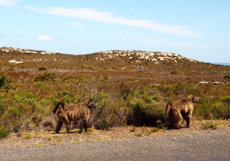 3 days in Cape Town: national parks