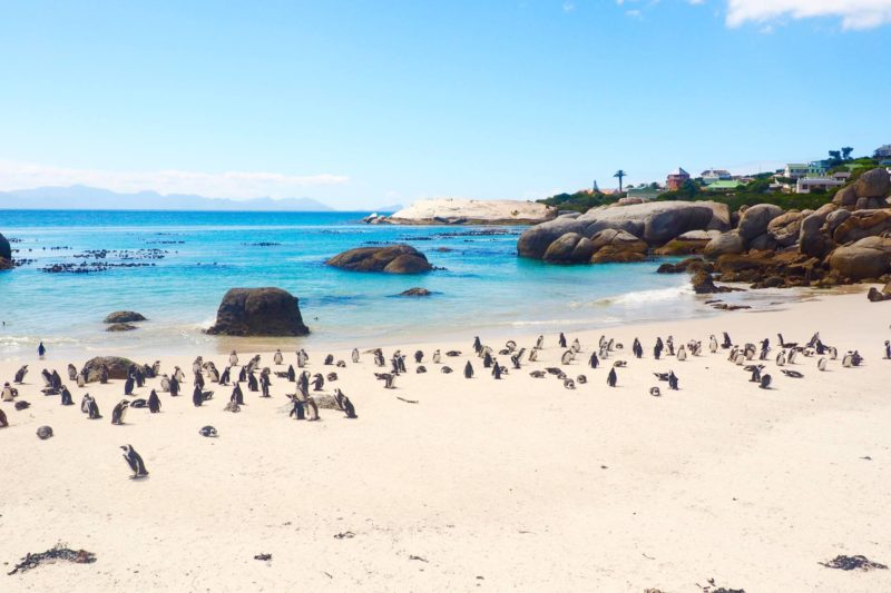 Day two in Cape Town: Boulders Beach