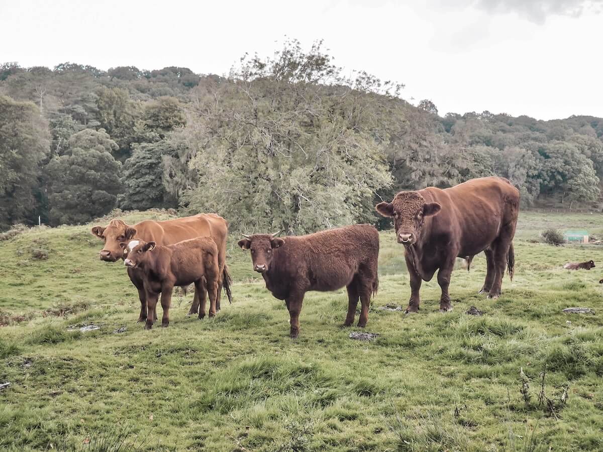 Cows on our Lake District road trip