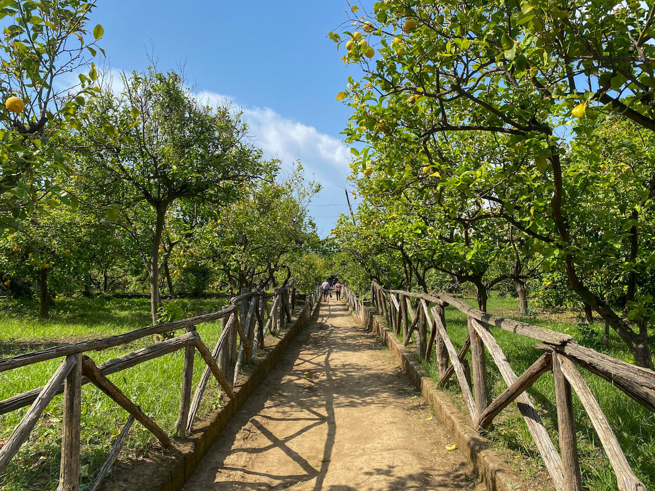 Public lemon grove in Sorrento
