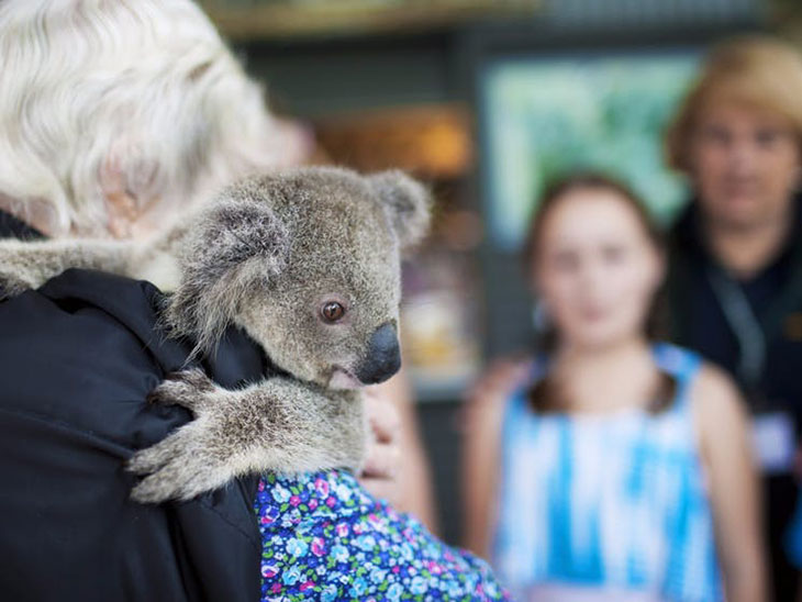 woman hugging a koala at the Port Macquarie koala hospital