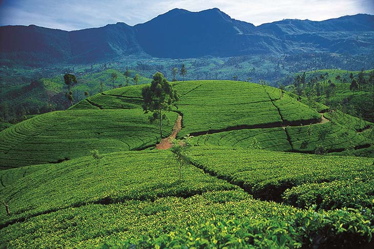 3-Rolling tea estates of hill country (Sri Lanka Tourism Promotion Bureau/PA)