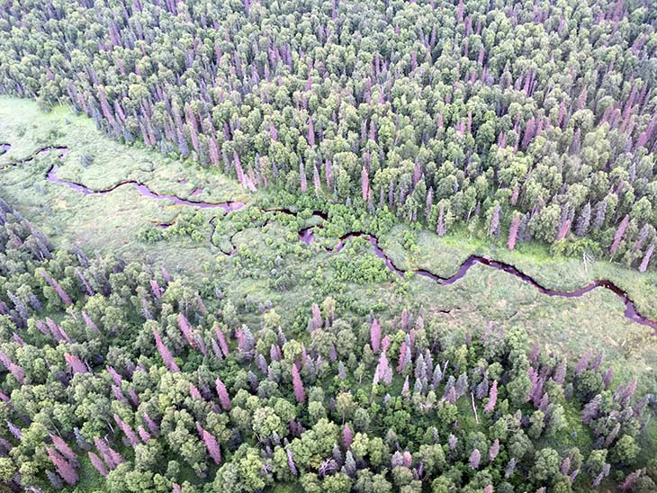 purple trees seen from a plane in alaska