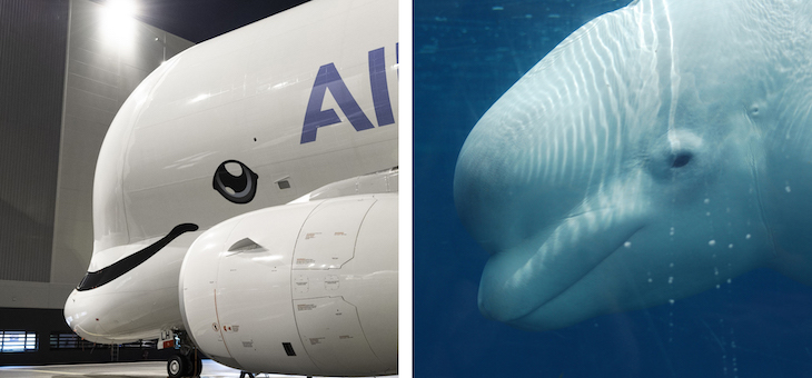 Airbus plane designed to look like a beluga whale