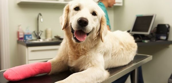Injured dog on vet's table