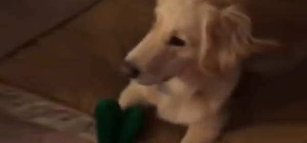 Jolene the dog meets her favourite toy