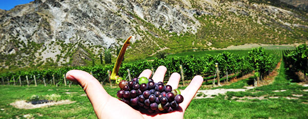 hand holding a bunch of grapes